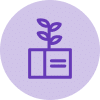plant in a box